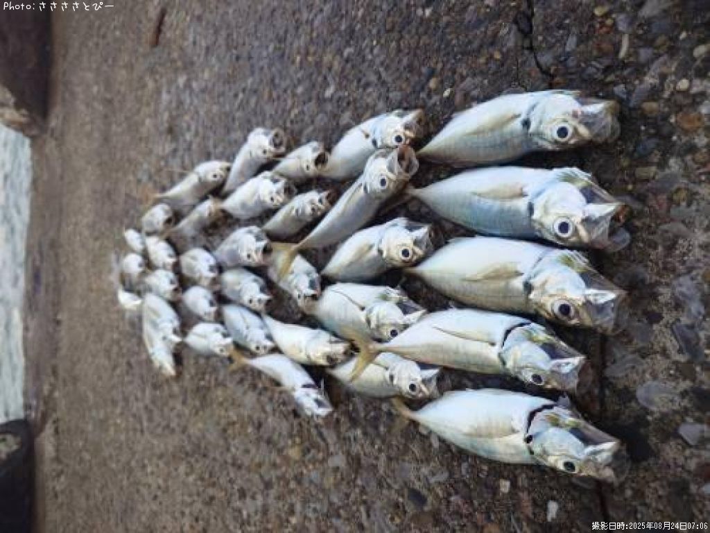 �����������ޥ�