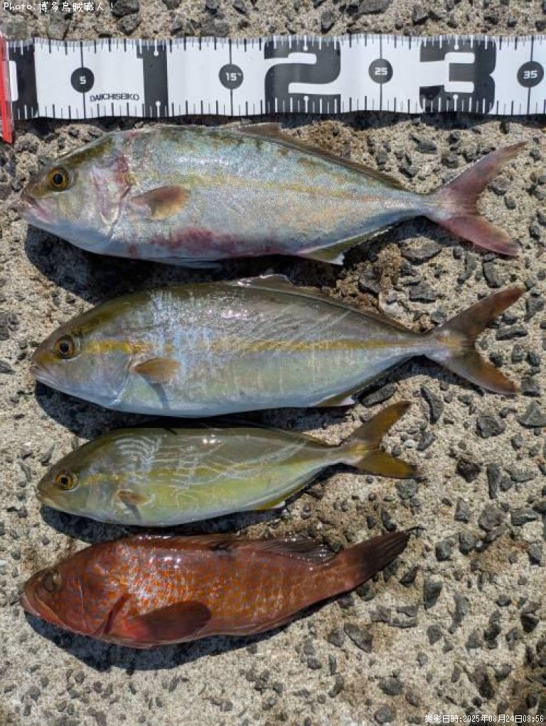 �ͥꥴ�ʥ���ѥ���