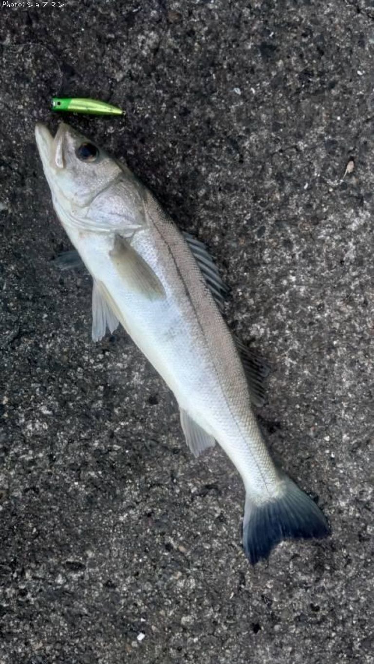 �����Х�