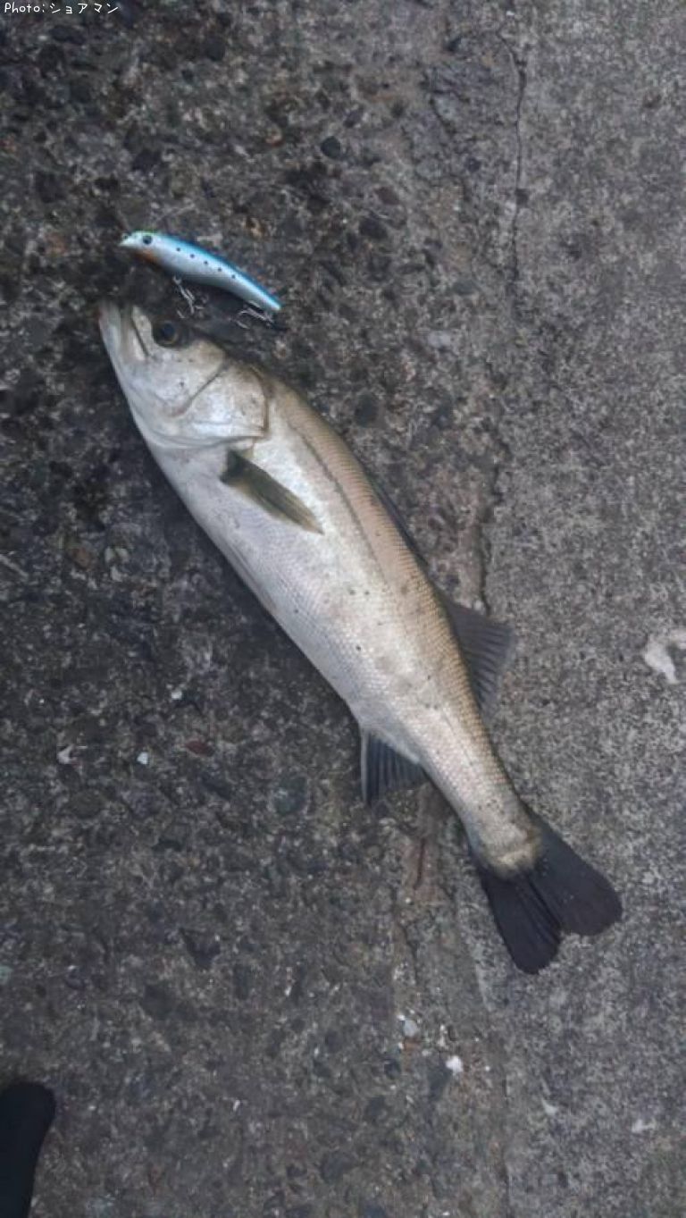 �����Х�