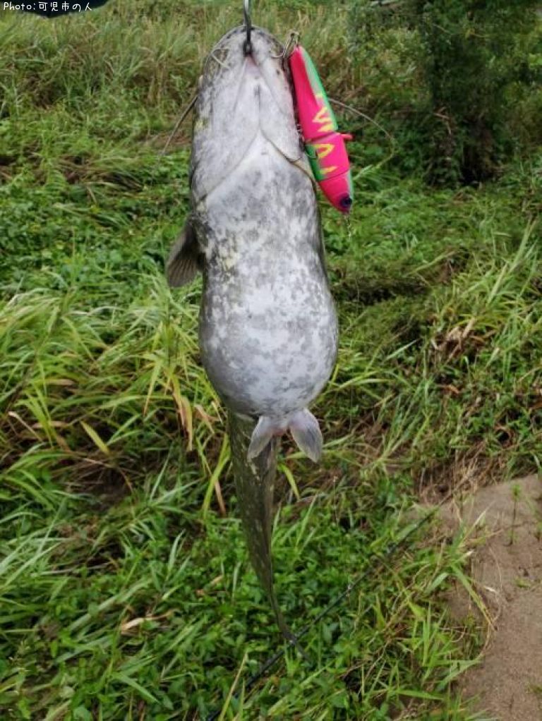 ɦ�����ޤ��㤯��