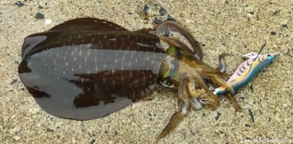 �����ꥤ��