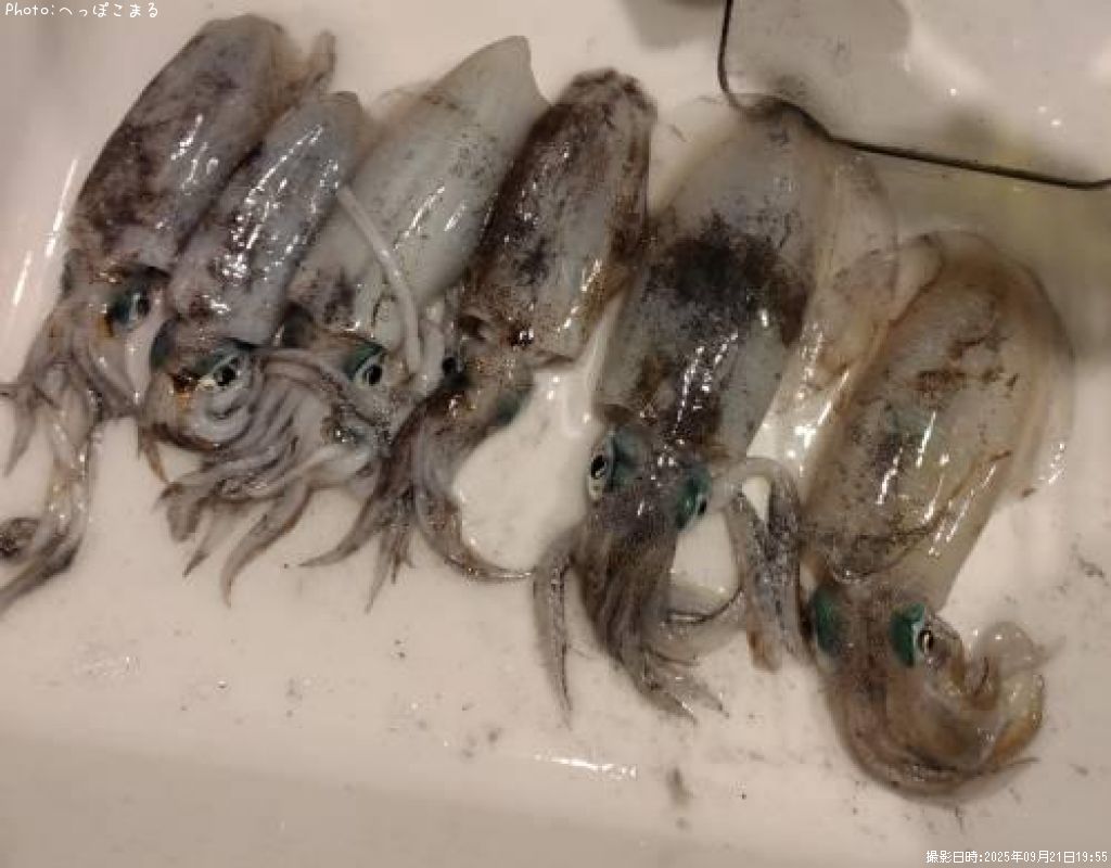 �����ꥤ��