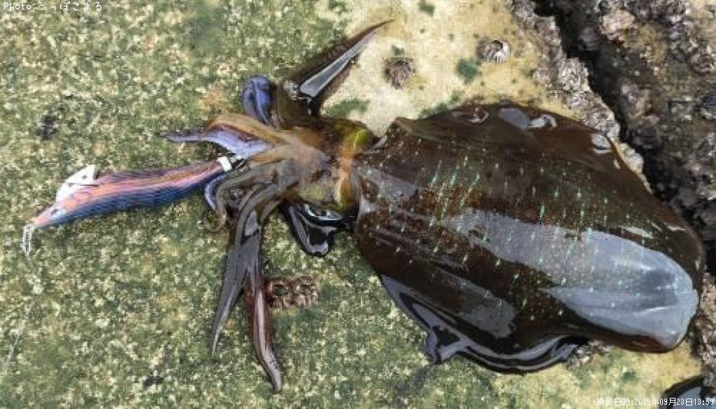 �����ꥤ��