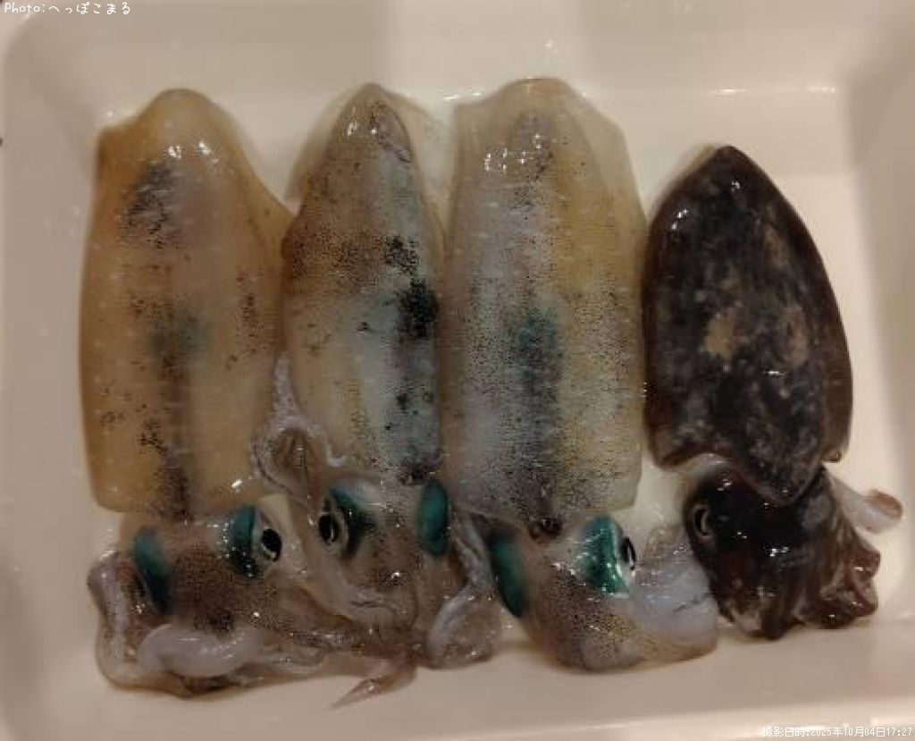 �����ꥤ��