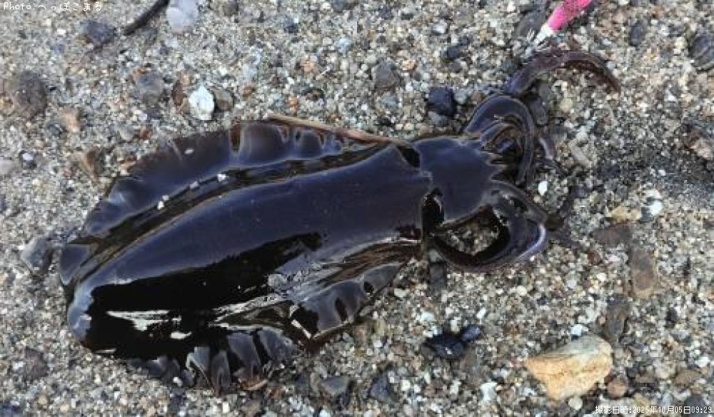 �����ꥤ��