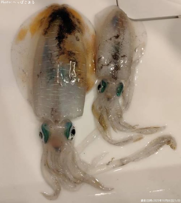 �����ꥤ��