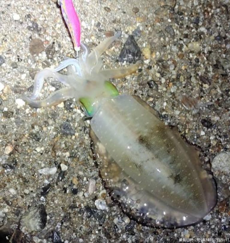 �����ꥤ��