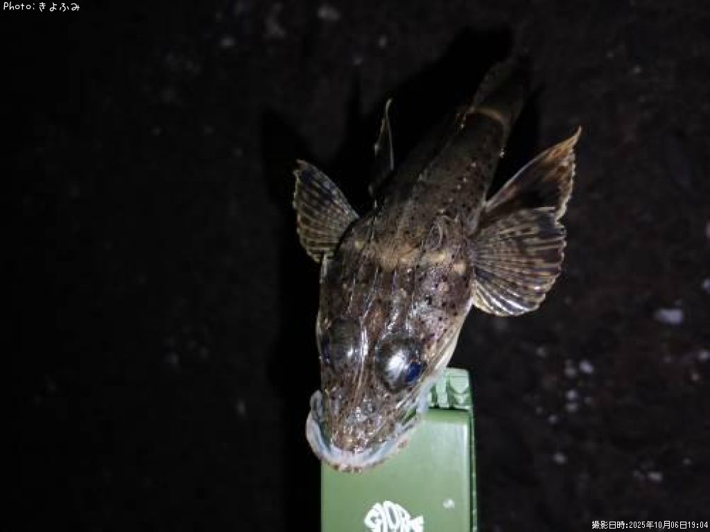 ��˥�����������