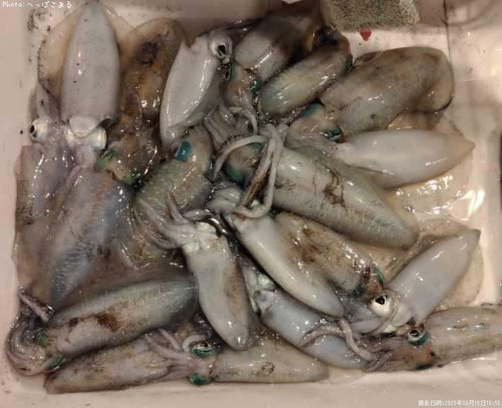 �����ꥤ��