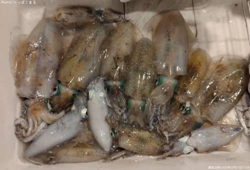 �����ꥤ��