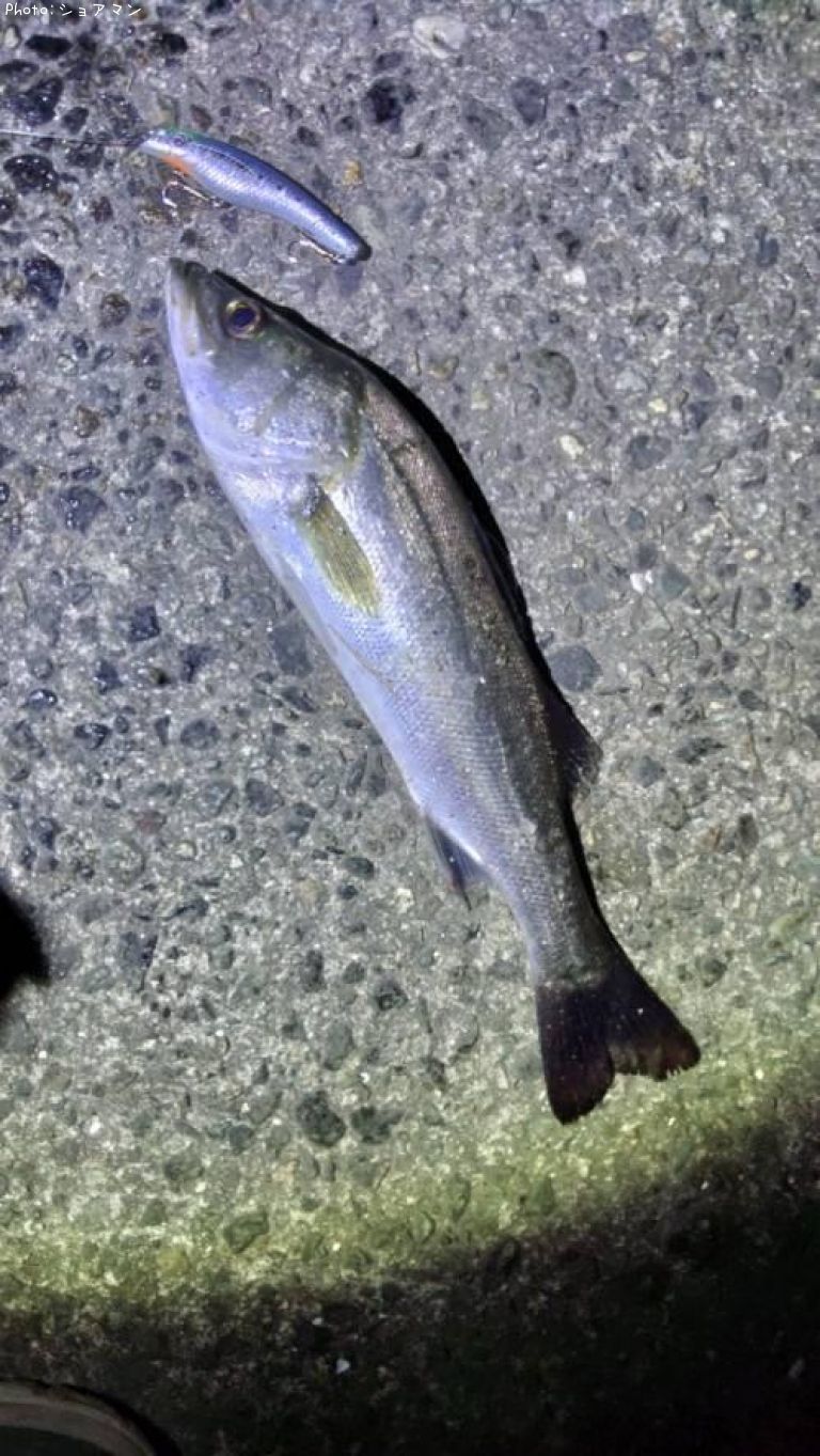 �����Х�