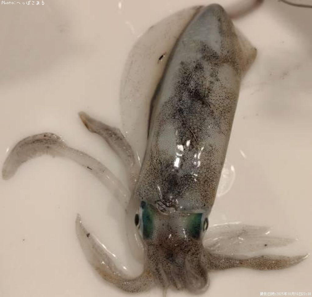 �����ꥤ��