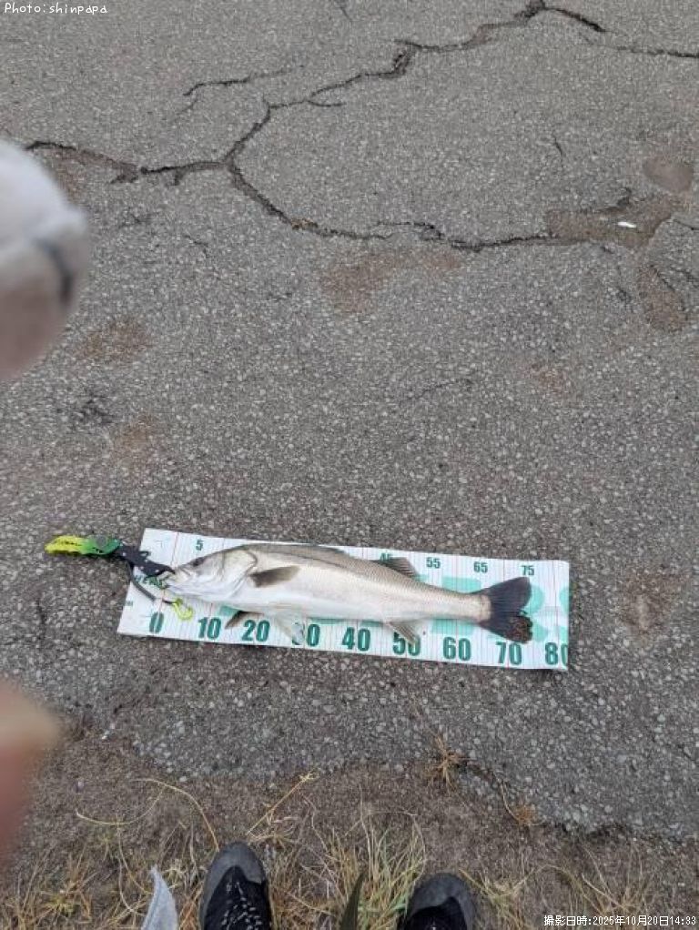 �����Х�