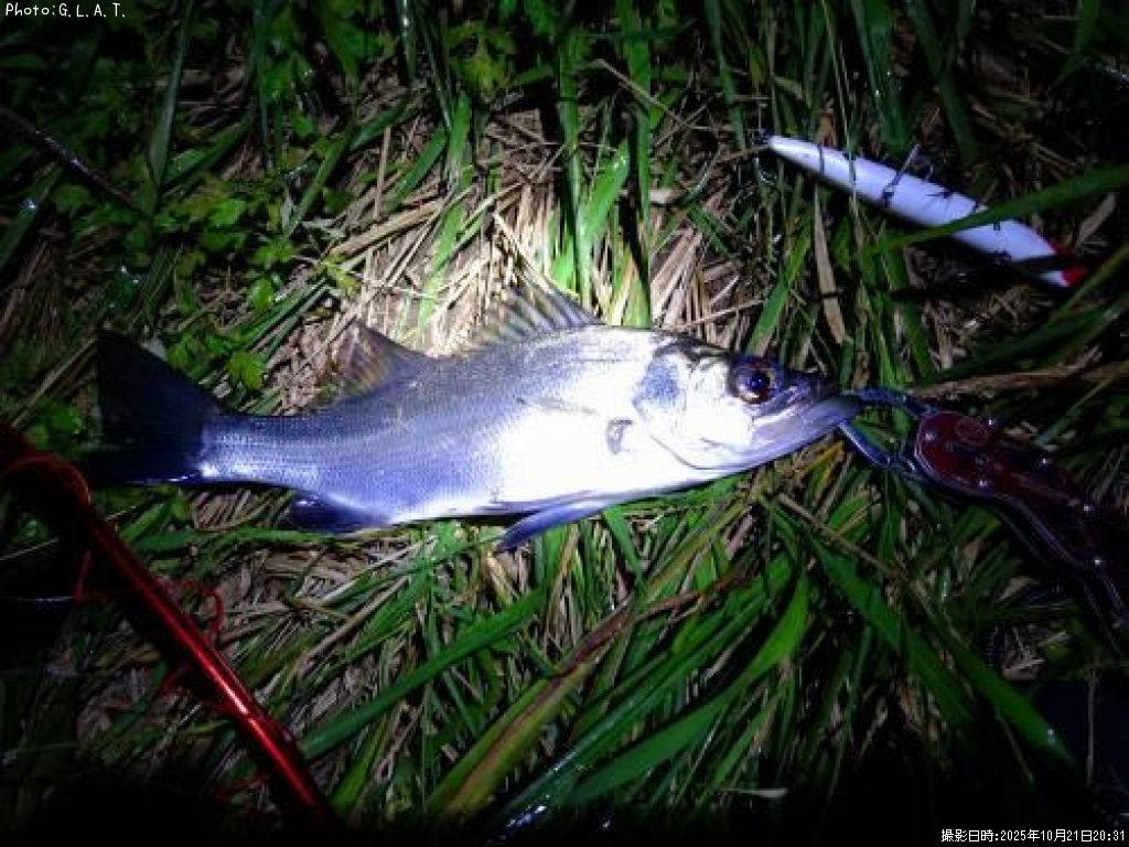 �����Х�