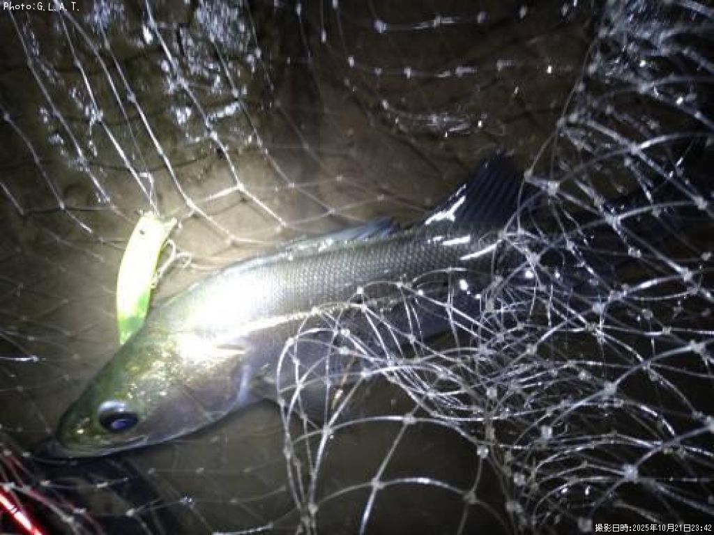 �����Х�