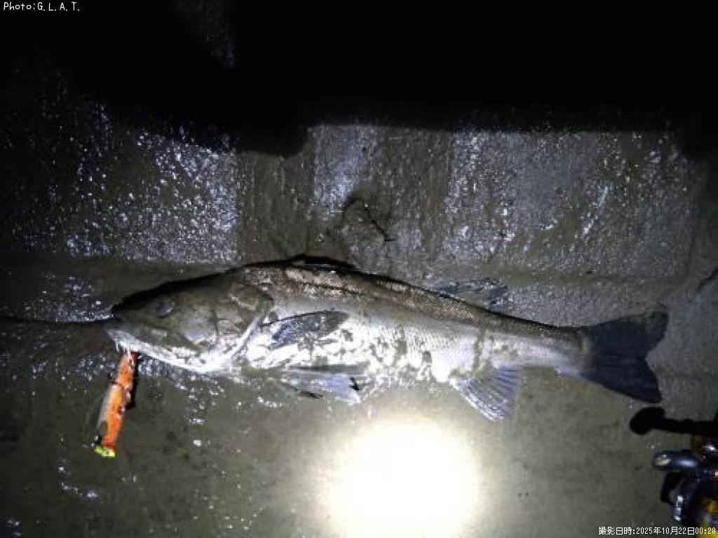 �����Х�