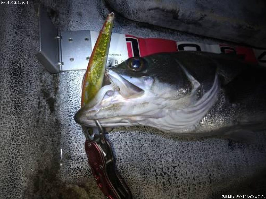 �����Х�