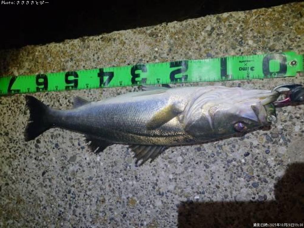 �����Х�