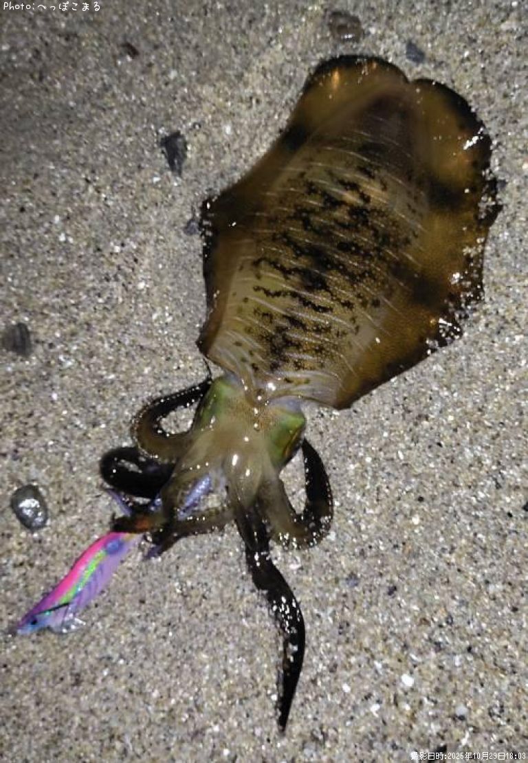 �����ꥤ��