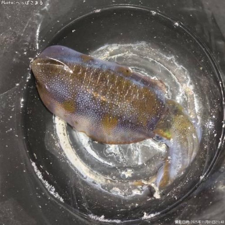 �����ꥤ��