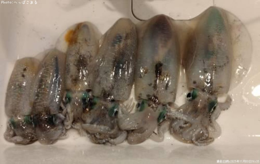 �����ꥤ��