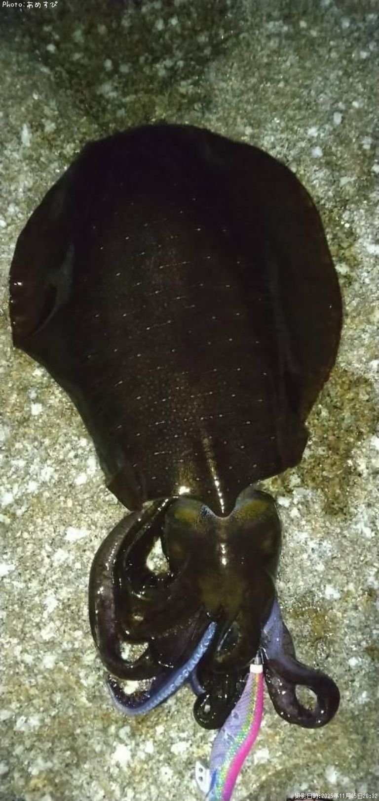 �����ꥤ��