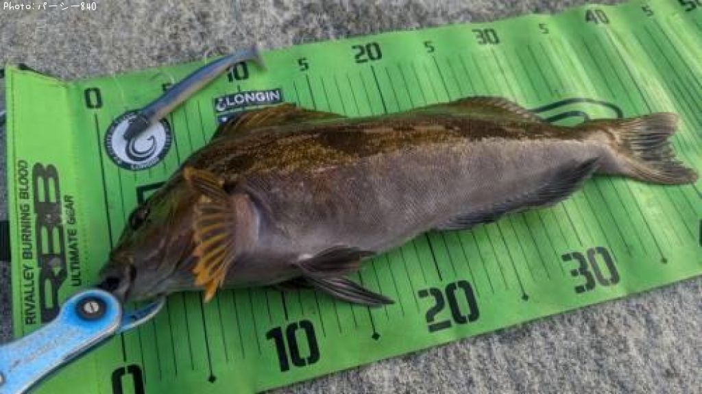 �����ʥ�