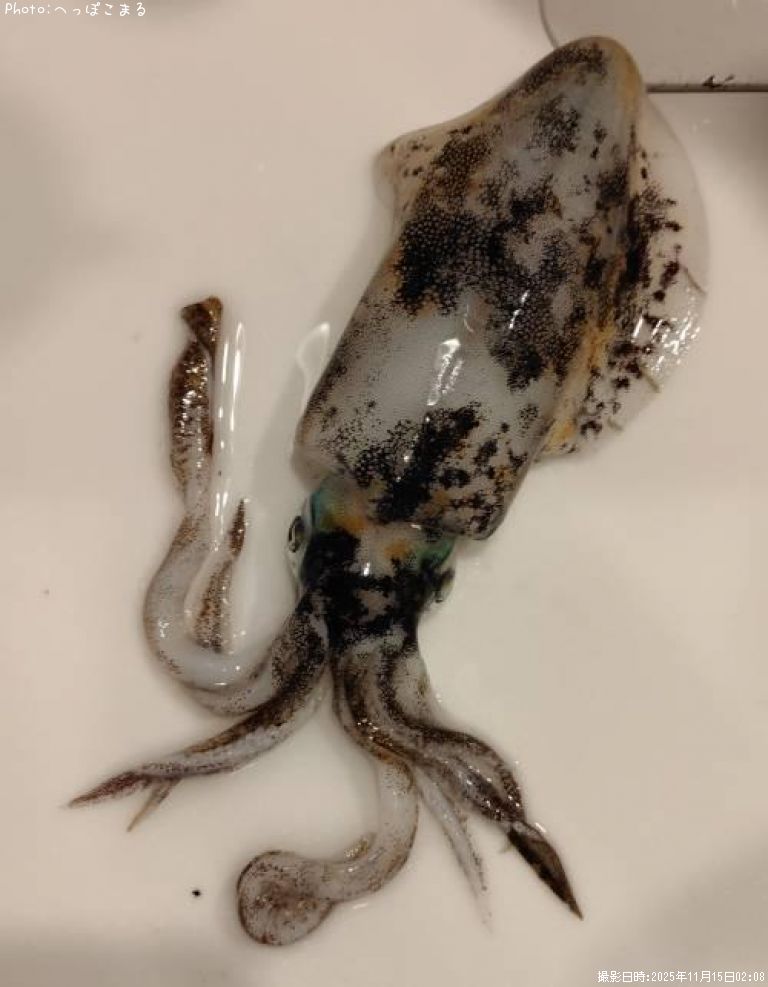 �����ꥤ��