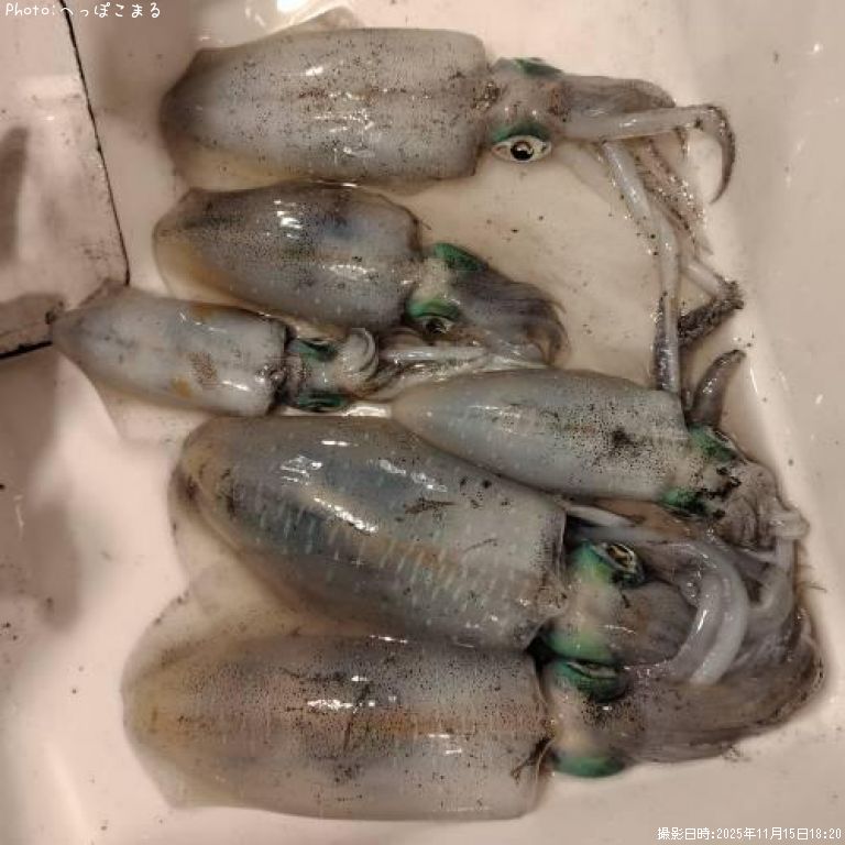 �����ꥤ��