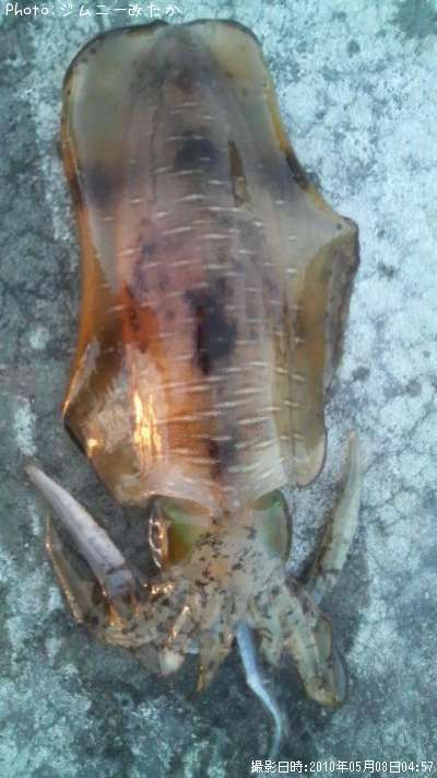 �����ꥤ��