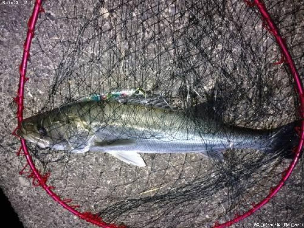 �����Х�