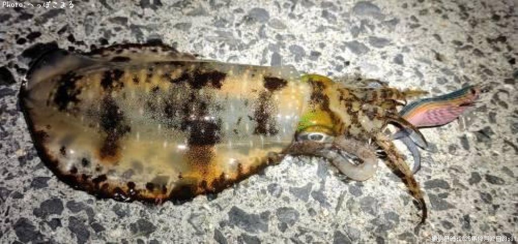 �����ꥤ��