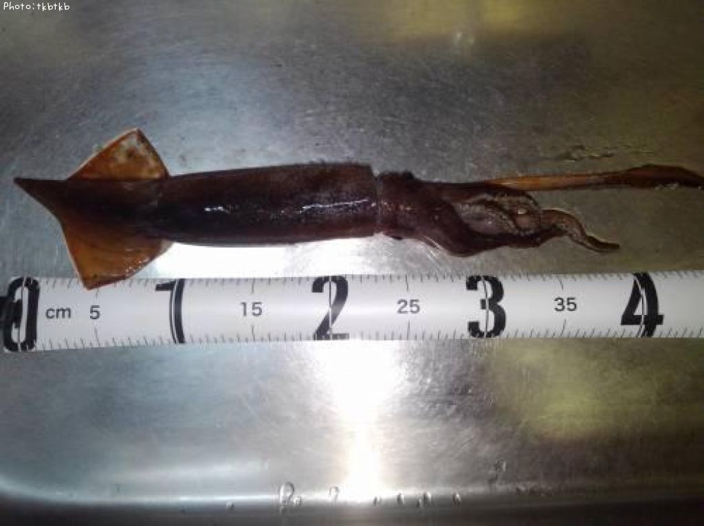 ����ᥤ��