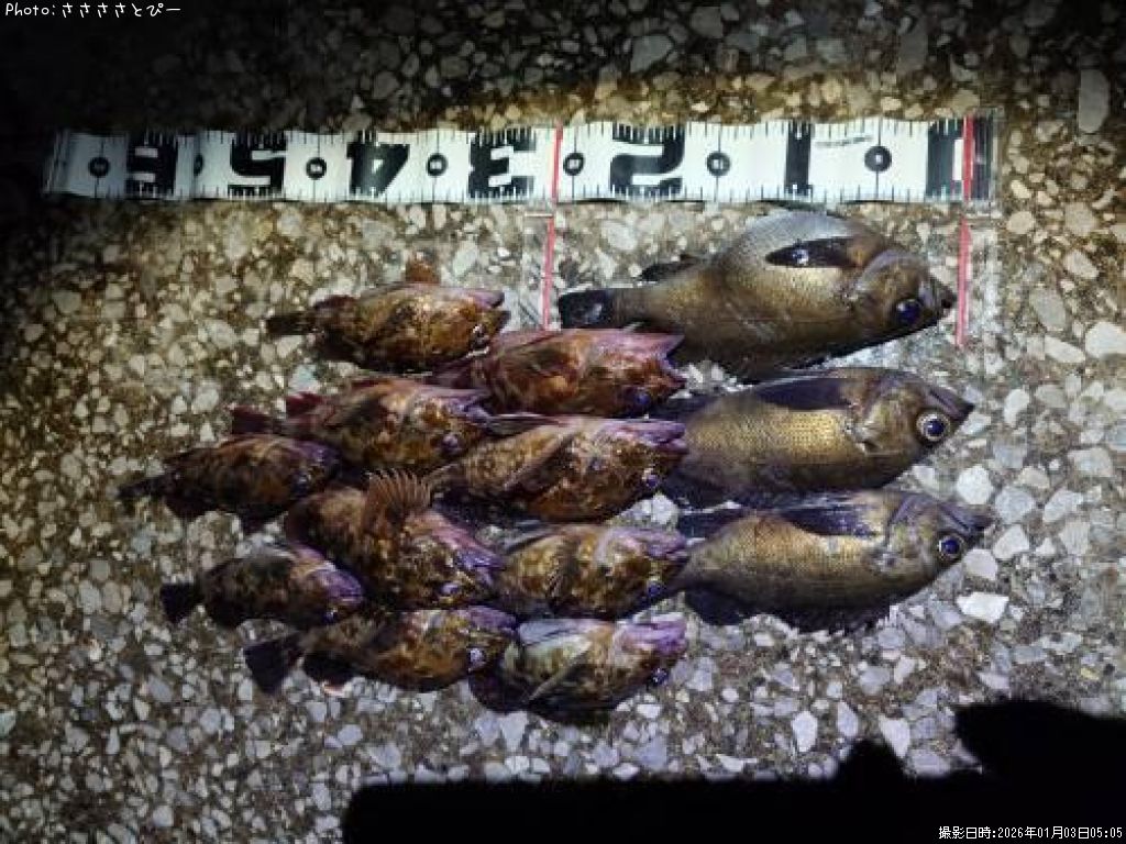 ��Х��������