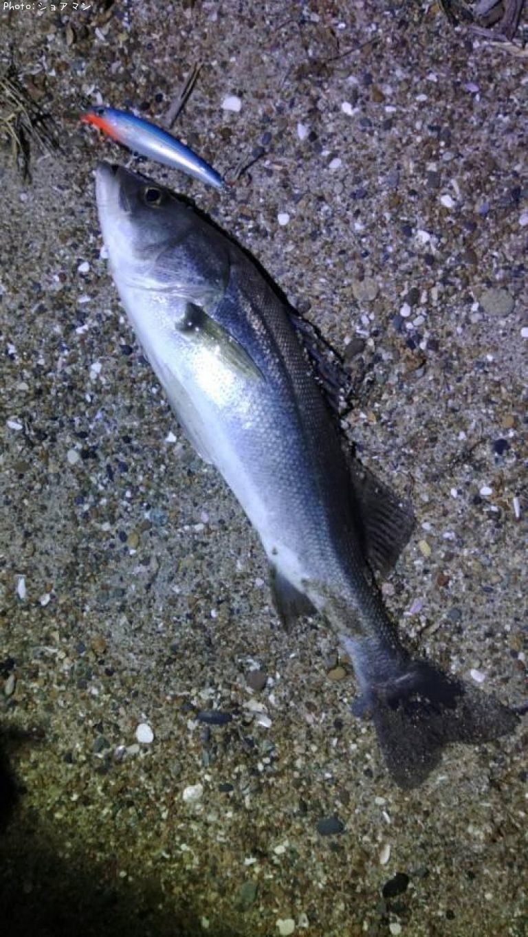 �����Х�