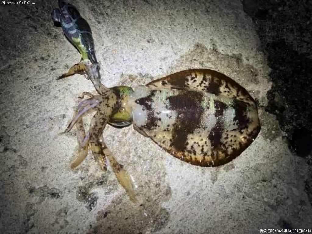 �����ꥤ��