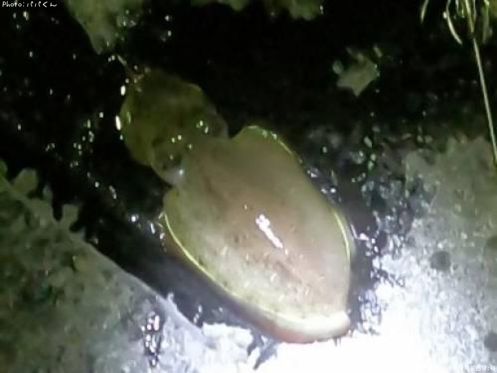 ��󥴥�����