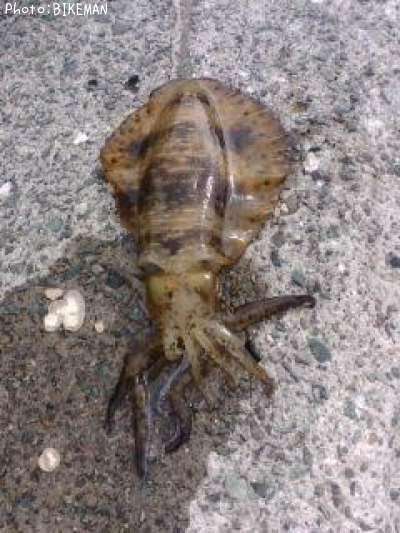 �����ꥤ��