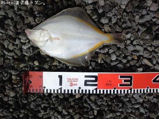 ���ʥ��쥤