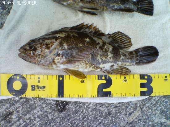 �����Υ���Х�