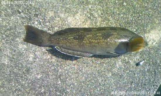 �����ʥ�