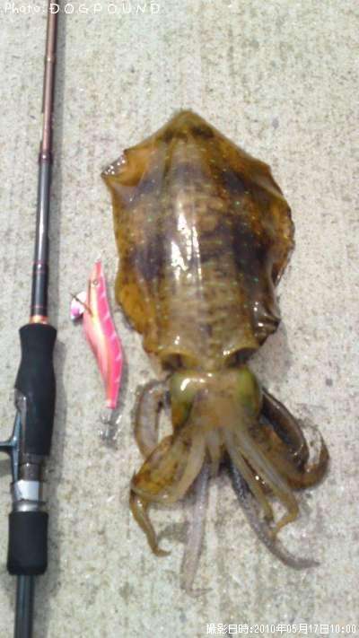 �����ꥤ��