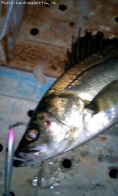 �����Х�