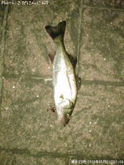 �����Х�