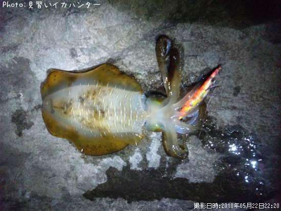 �����ꥤ��