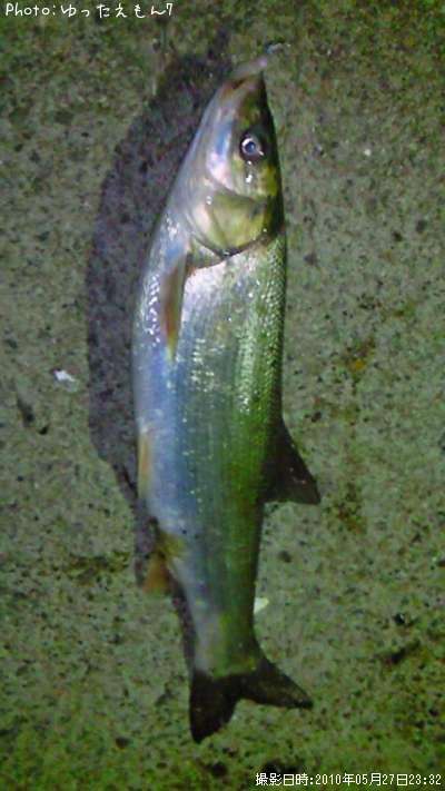 �ޥ륿������