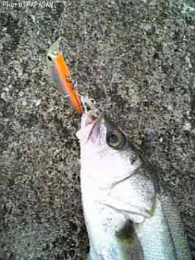 �����Х�