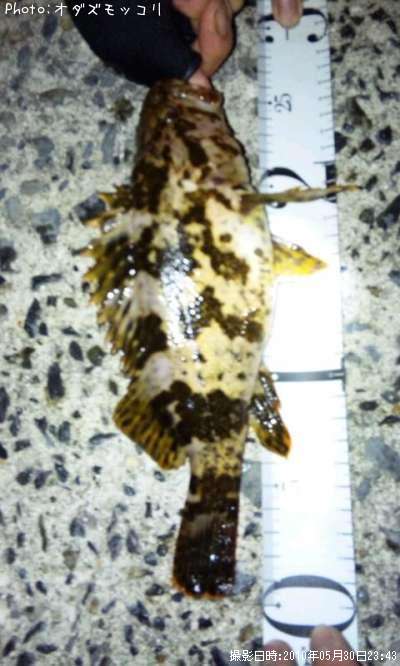 �����Υ���Х�