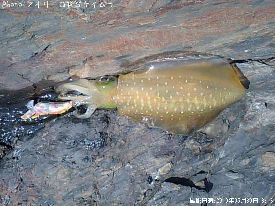 �����ꥤ��